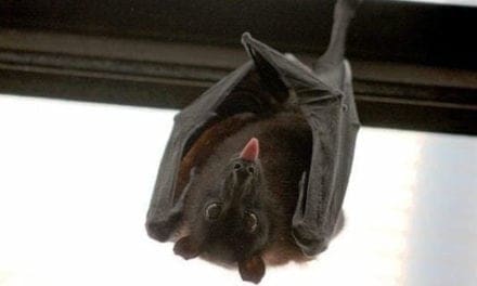 ‘There’s a bat in the house!’