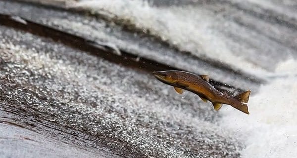 Putting Columbia River salmon restoration at risk
