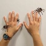 Game helps people overcome fear of spiders