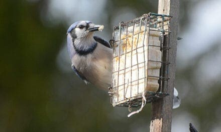 Get those bird feeders up and enjoy the show