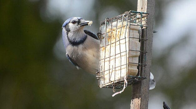 Get those bird feeders up and enjoy the show