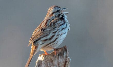 Why birds sing before winter weather breaks