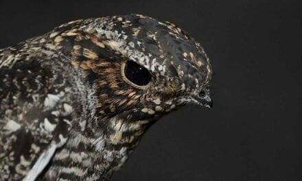 How we can keep birds from crashing into windows and dying