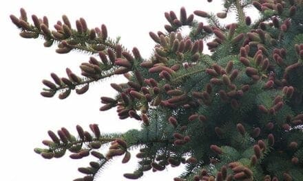The elegant and essential cones of coniferous trees