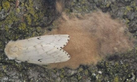 Gypsy moths have invaded North America. What can we do?