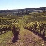 With Cognac, it’s all about terroir