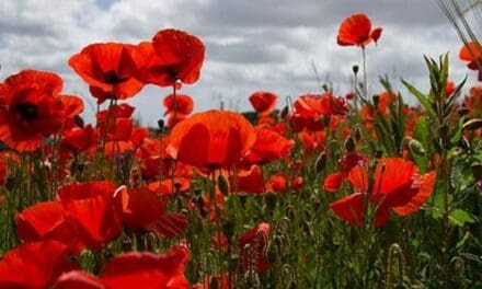 Why the right to wear a poppy at work needs to be protected