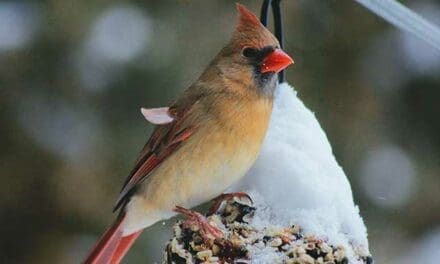 Why birds practise their mating songs in winter