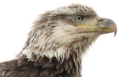 Is the majestic bald eagle making a comeback?