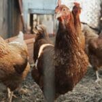 Would you eat chicken raised on a diet of insects?