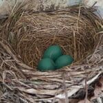 Breeding bird study offers insights into health of the environment