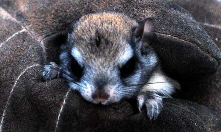 Can flying squirrels really fly?