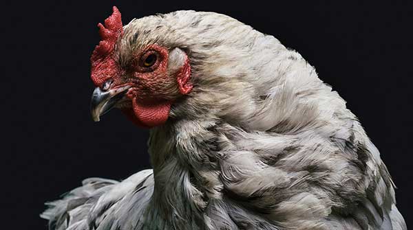 Cracking the case of the secret chicken price hike