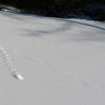 How to read animal tracks in the snow