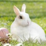 Hippity hoppity: following the trail of the Easter bunny’s origins